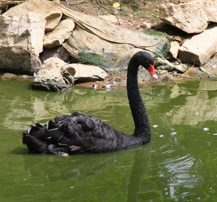 Black Swan